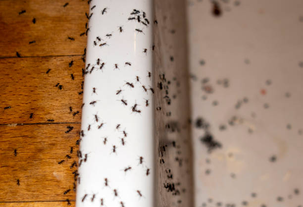 Best Best Pest Control Companies  in Woodson Terrace, MO
