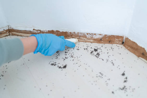 Best Rat Extermination Near Me  in Woodson Terrace, MO